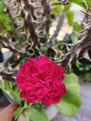 pink rose bush