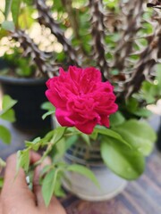 pink rose in a pot