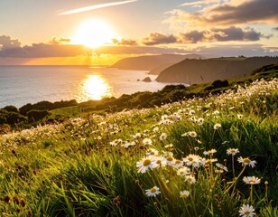 Coastal sunset illuminates daisies, sea, cliffs, and sky