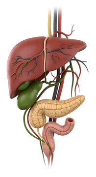 3D Gallbladder Anatomy