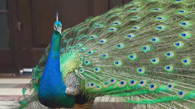 A beautiful blue and green bird, the peacock displays its colorful plumage and bright tail feathers in a stunning nature pattern while showing off its eye-spotted feathers out of focus