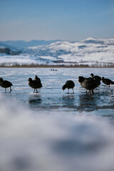 Eurasian Coots Walking on Frozen Mountain Lake