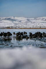 Eurasian Coots Walking on Frozen Mountain Lake