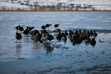 Eurasian Coots Walking on Frozen Mountain Lake