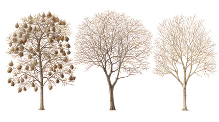 Fototapeta premium Seasonal trees illustration, nature concept, isolated on transparent background