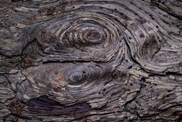 Natural Tree Bark Texture with Rough Organic Surface