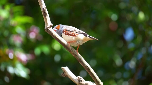 A male zebra finch (Taeniopygia guttata) with distinctive orange cheek patches, perched on a branch and looking around its surroundings, billing wiping against the tree branch, close up shot.