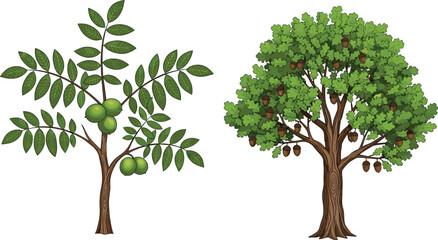 Obraz premium Detailed vector illustration of a green walnut tree with nuts and a large oak tree with acorns on white background (20 words)