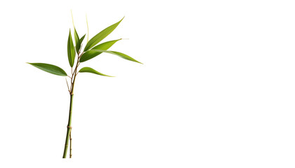 Fototapeta premium Bamboo Shoot with Green Leaves.