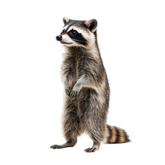 Fototapeta premium Raccoon standing Stands upright on its hind legs to get a better view. full length isolate on transparent background