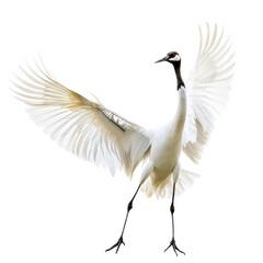 Fototapeta premium Crane dancing A crane performs an elegant display, hopping and bowing with wings spread. full length isolate on transparent background