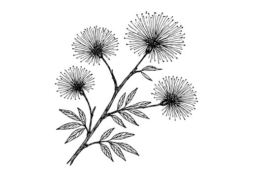 Calliandra Tree Plant Hand Drawn Illustration Vector by AZ for Books, Arts, Design and Decoration Graphic Asset
