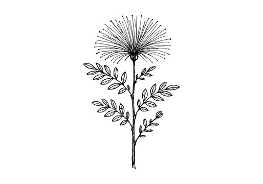 Calliandra Tree Plant Hand Drawn Illustration Vector by AZ for Books, Arts, Design and Decoration Graphic Asset