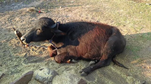 Domestic water buffalo in farmland