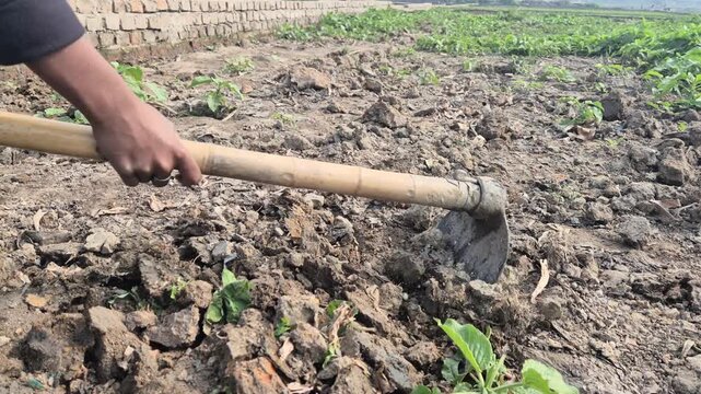 Professional close-up video of a farmer's hand using a hoe to dig and break hard soil, Rural Life & Farming Scenes in Bangladesh, 4K UHD 30fps.