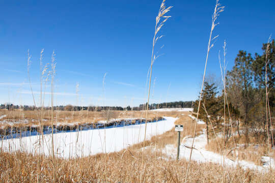 winter grassland field with surrounding frozen creek and pine trees, wild oat grass, avena fatua grass