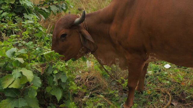 Expressive close-up of an Indian cow calmly chewing tree leaves in a peaceful rural setting.