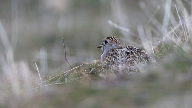 Thinocorus rumicivorus - perdicita entre pasto