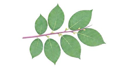 Naklejka premium Green Leaves on a Branch