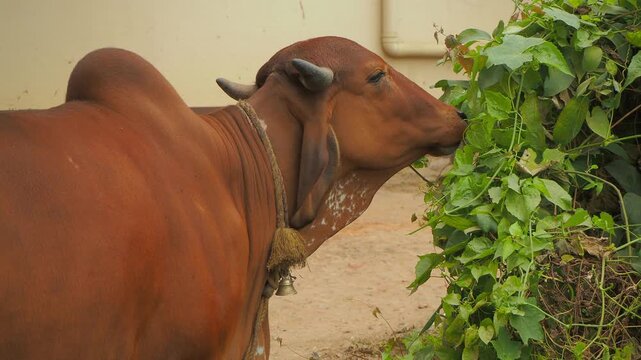 Close-up of a brown Indian cow eating fresh green leaves from a tree in rural countryside.