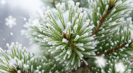 Fototapeta premium Evergreen needles display sharp ice crystals and falling snow during a cold weather event.