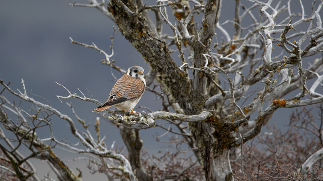 cern&iacute;calo hembra apostado en rama en Patagonia
Falco sparverius