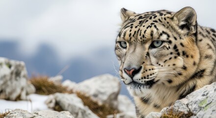 Obraz premium A snow leopard perched on rocky terrain, gazing intently with a focused expression.