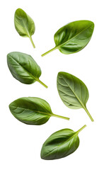 Obraz premium Fresh green basil leaves herbs isolated on a transparent background