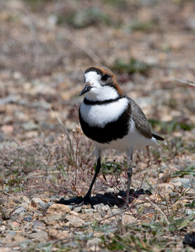 Chorlo doble collar, chorlitejo, pollito de mar,
entre piedras y pasto en patagonia
Anarhynchus falckandicus