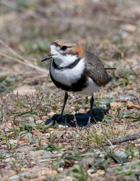 Chorlo doble collar, chorlitejo, pollito de mar,
entre piedras y pasto en patagonia
Anarhynchus falckandicus
