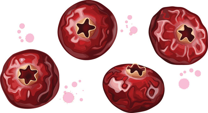 A group of ripe red cranberries with realistic textures and small pink juice splashes isolated on a white background for healthy food and juice packaging vector illustration.