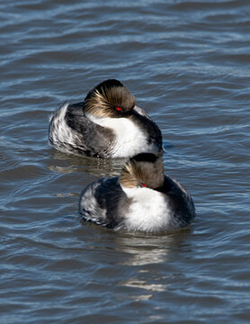 blanquillo en embalse 
Podiceps occipitalis