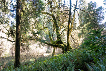 Fototapeta premium Bendy, curvy, mossy tree in the redwoods