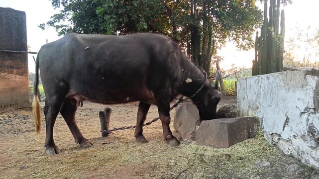 Domestic water buffalo in farmland