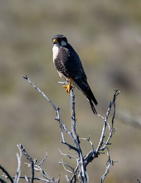 halc&oacute;n perdiguero - aplomado posado en rama
Falco femoralis