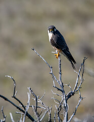 halc&oacute;n perdiguero - aplomado posado en rama
Falco femoralis