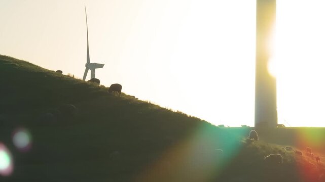 Wind Turbines Farm Sunrise Grazing Sheep