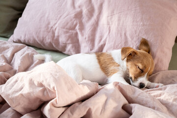 Little puppy sleeping in bed on pink linen.