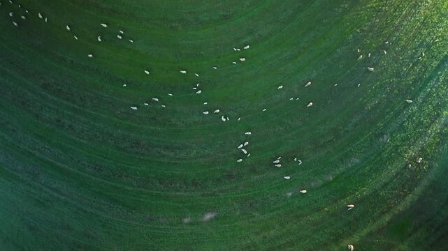 Sheep Grazing on a Wind Farm