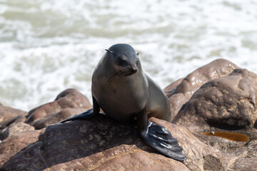 Fototapeta premium Cape Fur Seals - Arctocephalus pusillus- on the beach of Cape Cross Seal colony, along the skeleton coast of Namibia