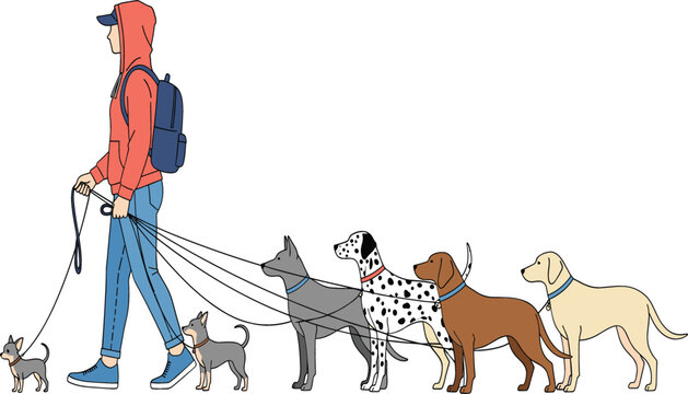 Young man in red hoodie and backpack walking a large group of diverse dog breeds on leashes including Dalmatian Labrador and Chihuahua isolated on white background vector illustration