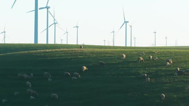 Wind Turbines Farm Sunrise Grazing Sheep
