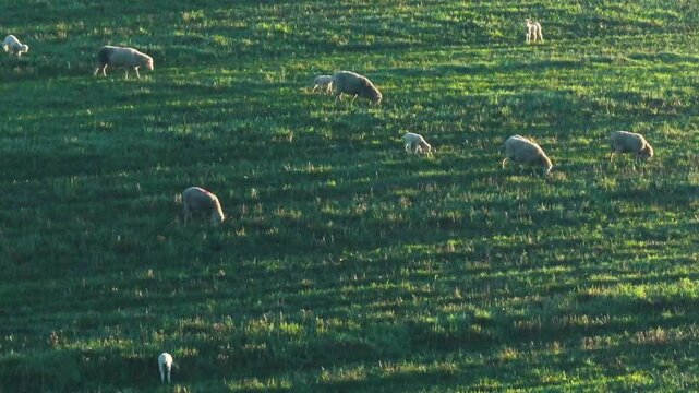 Wind Turbines Farm Sunrise Grazing Sheep
