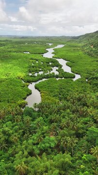 Bird's-eye view of Mataob Maasin, Mangrove Forest Siargao Islands, Philippines