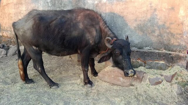 Domestic water buffalo in farmland