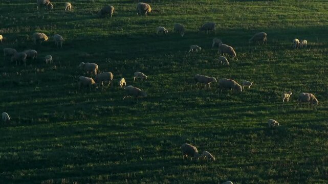 Wind Turbines Farm Sunrise Grazing Sheep
