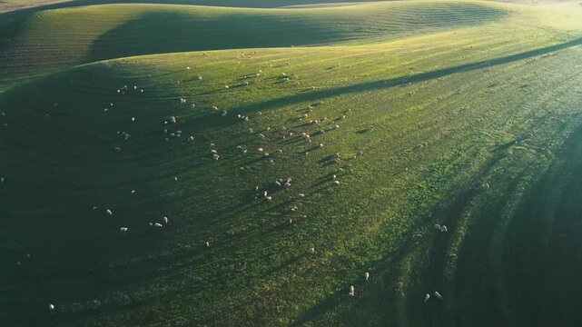 Wind Turbines Farm Sunrise Grazing Sheep