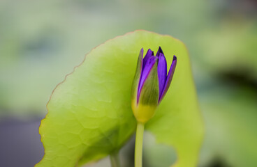 A purple water lily bud stands closed in front of a large green lily pad.