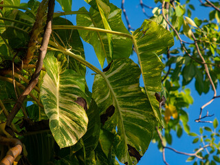Variegated Golden Pothos or Devil's Ivy Leaves Viewed Through Tree Branches