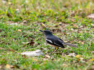 Fototapeta premium Oriental Magpie Robin Standing on Grass Ground - Black Blue and White Songbird Wildlife in Garden Habitat
